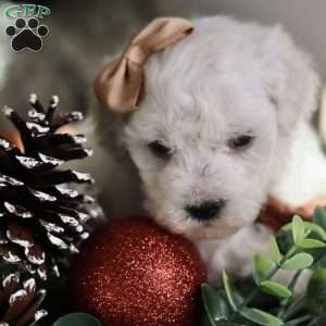 Tiny-Peppermint, Bichon Frise Puppy